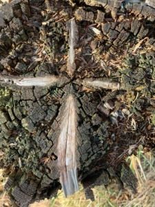 Kreuz im Baum